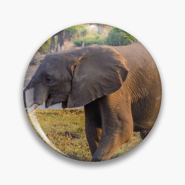 Item preview, Young elephant in the early morning - Chobe River  designed and sold by Jensphotos.