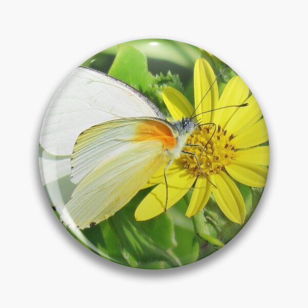 Artikelvorschau, Schmetterling auf Gänseblümchen entworfen und verkauft von BiodiversityRocks.