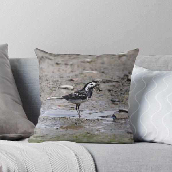 Item preview, Pied wagtail designed and sold by GreyFeatherPhot.