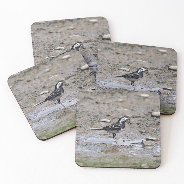 Item preview, Pied wagtail designed and sold by GreyFeatherPhot.