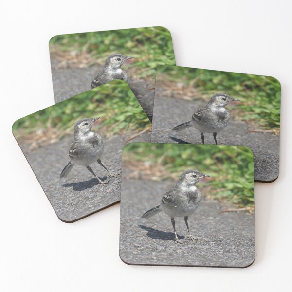 Item preview, Pied wagtail chick designed and sold by GreyFeatherPhot.