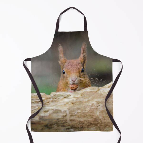 Item preview, Red Squirrel Eating Hazelnuts designed and sold by Alec Stewart.