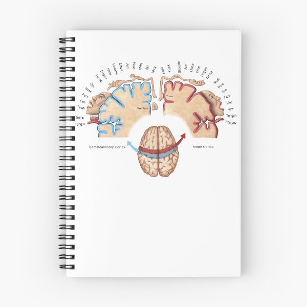 Item preview, Cortical Homunculus Illustration designed and sold by ScienceSource.