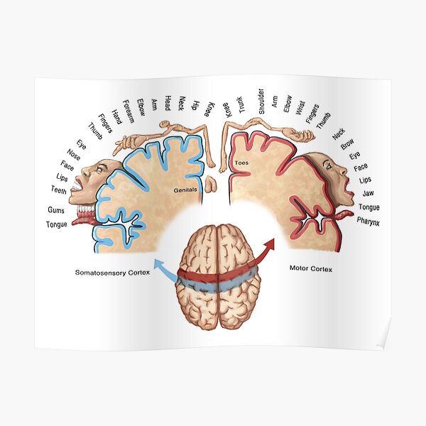 Cortical Homunculus Illustration Poster