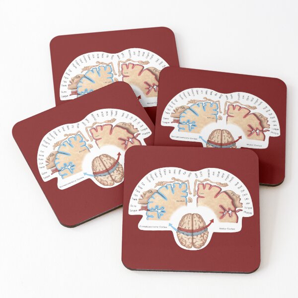 Item preview, Cortical Homunculus Illustration designed and sold by ScienceSource.