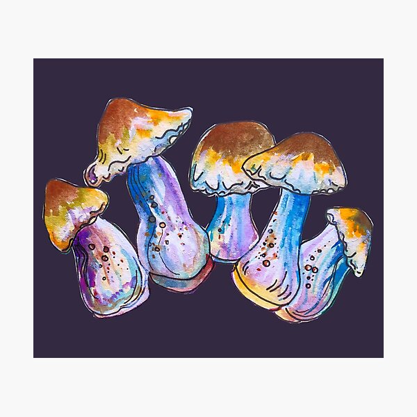 A Gathering of Shrooms Photographic Print