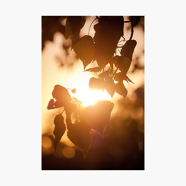 Item preview, Sunset trough leaves designed and sold by taniasofia.