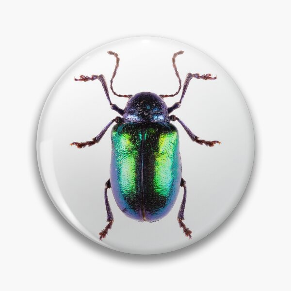 Item preview, Dogbane beetle (Chrysochus auratus)  designed and sold by Tim Christensen.