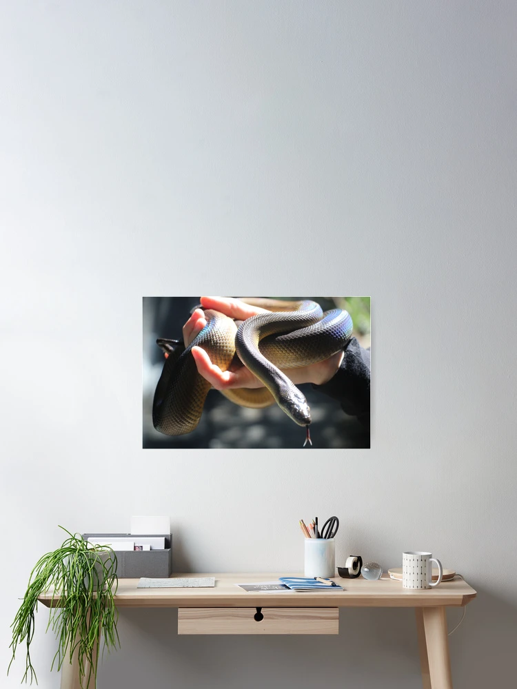 Aperçu 2 sur 3. Poster avec l'œuvre Python d'eau créée et vendue par EmmaCoops.