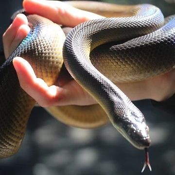 Artwork thumbnail, Water Python by EmmaCoops