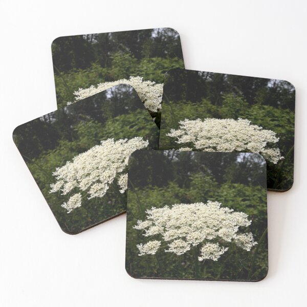 Queen Anne's Lace Flowers Coasters (Set of 4)