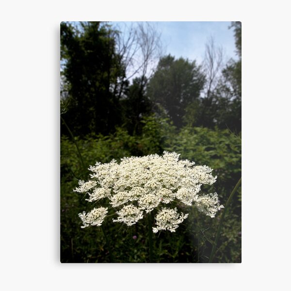 Metal Print