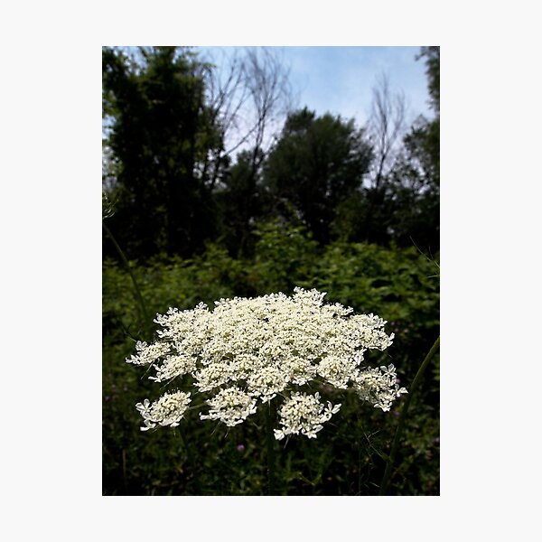 Photographic Print
