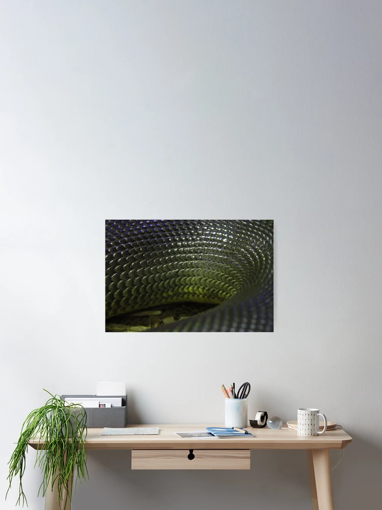 Thumbnail 2 of 3, Poster, WaterPythonScales designed and sold by EmmaCoops.