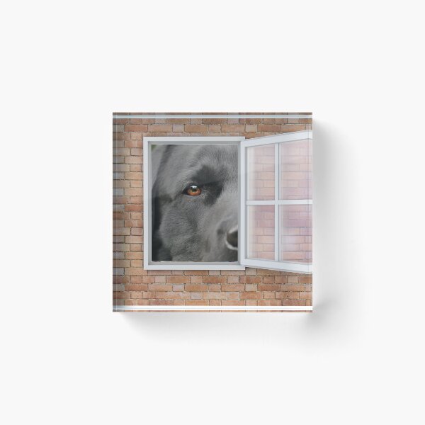 Item preview, Serious Labrador Dog Looking out Window - Brick Wall designed and sold by ittybittyowl.