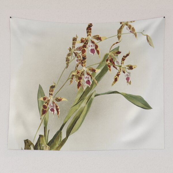 Item preview, Reichenbachia: Orchids Illustrated and Described designed and sold by EsotericBotanic.