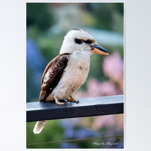 Item preview, Australian kookaburra 66 designed and sold by kevin Chippindall.