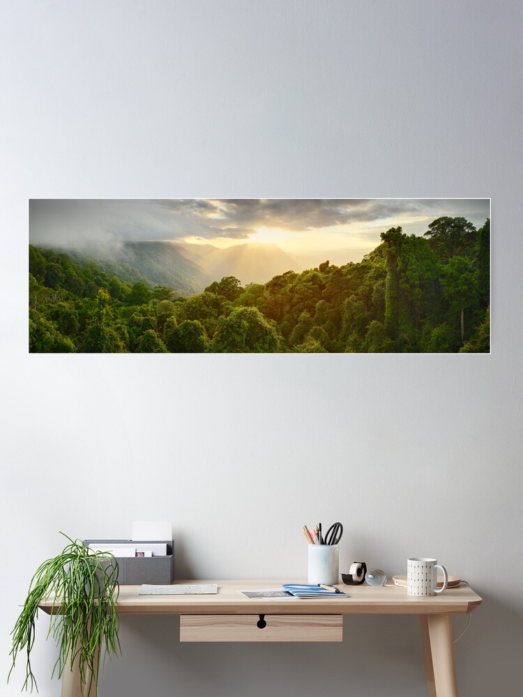 Thumbnail 1 of 3, Poster, Tree Top Dawn, Dorrigo National Park, New South Wales, Australia designed and sold by Michael Boniwell.