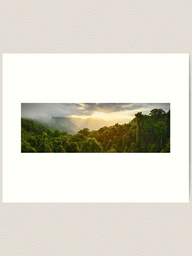 Thumbnail 2 of 3, Art Print, Tree Top Dawn, Dorrigo National Park, New South Wales, Australia designed and sold by Michael Boniwell.