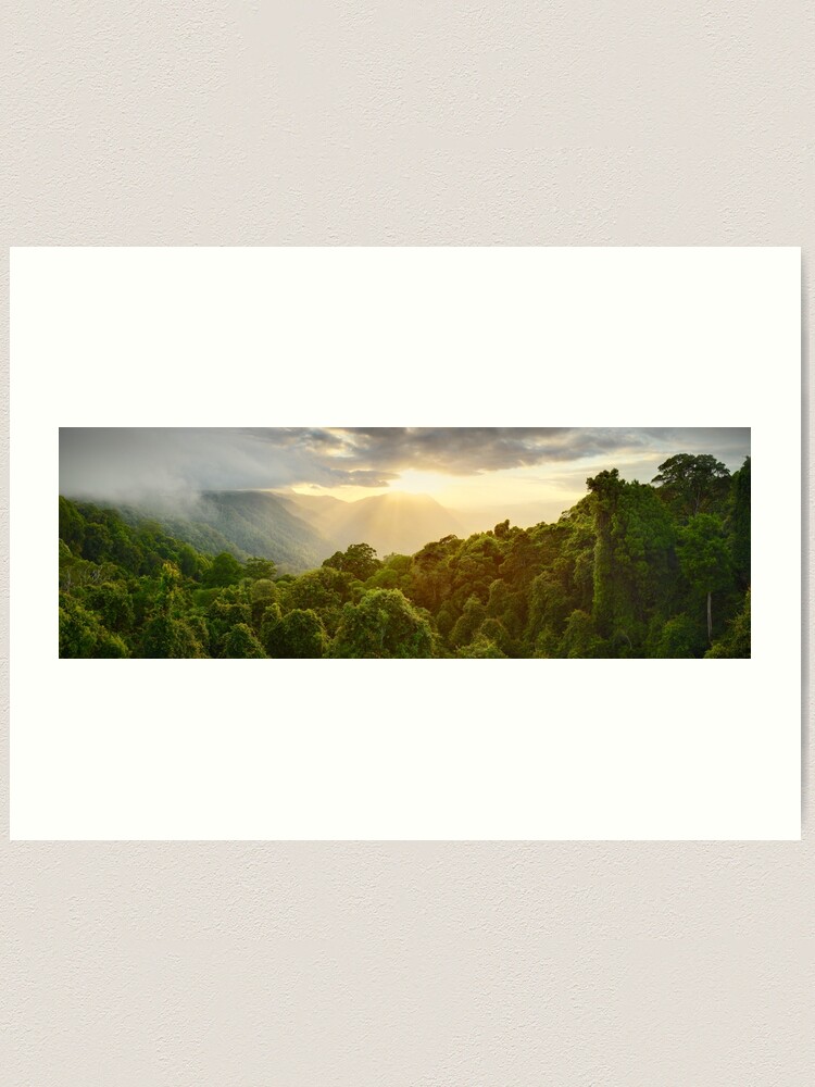 Thumbnail 2 of 3, Art Print, Tree Top Dawn, Dorrigo National Park, New South Wales, Australia designed and sold by Michael Boniwell.