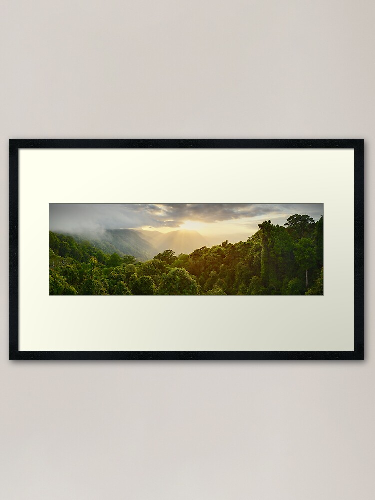 Thumbnail 2 of 7, Framed Art Print, Tree Top Dawn, Dorrigo National Park, New South Wales, Australia designed and sold by Michael Boniwell.