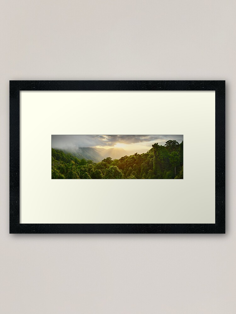 Thumbnail 2 of 7, Framed Art Print, Tree Top Dawn, Dorrigo National Park, New South Wales, Australia designed and sold by Chockstone.