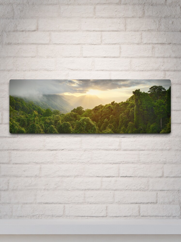 Thumbnail 2 of 4, Metal Print, Tree Top Dawn, Dorrigo National Park, New South Wales, Australia designed and sold by Chockstone.