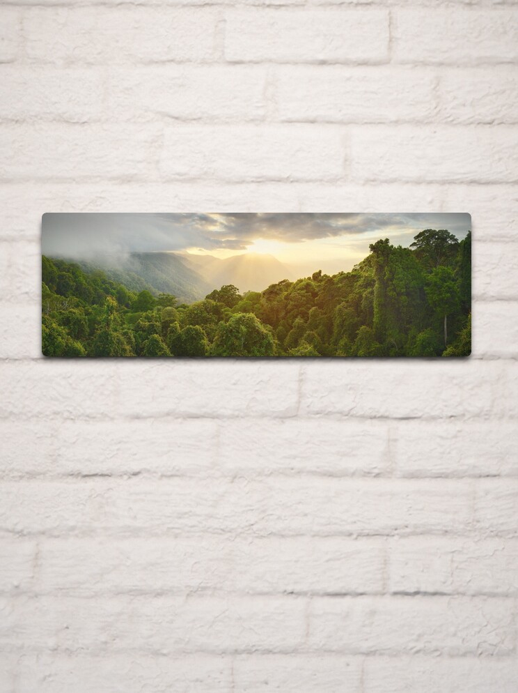 Metal Print, Tree Top Dawn, Dorrigo National Park, New South Wales, Australia designed and sold by Michael Boniwell