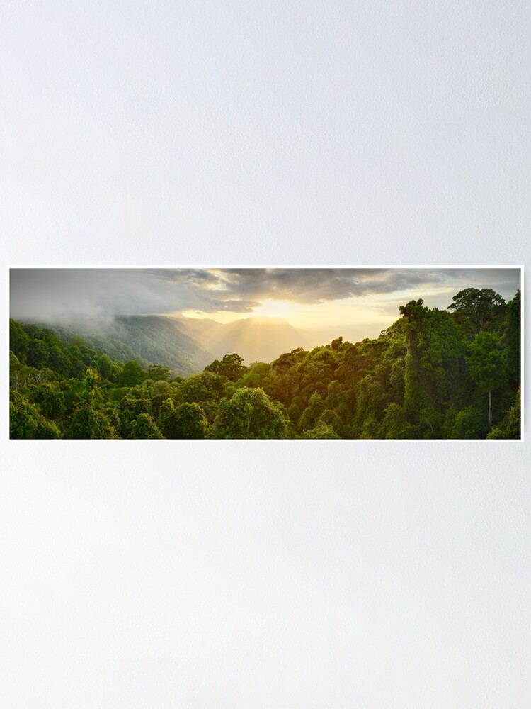 Thumbnail 2 of 3, Poster, Tree Top Dawn, Dorrigo National Park, New South Wales, Australia designed and sold by Michael Boniwell.