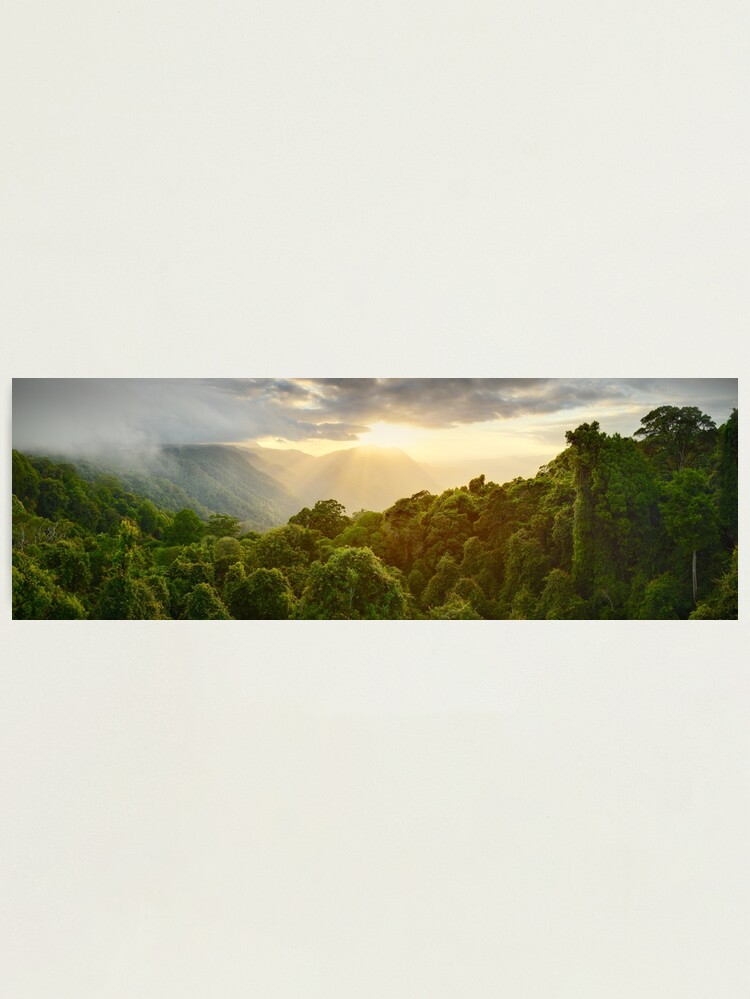 Thumbnail 2 of 3, Photographic Print, Tree Top Dawn, Dorrigo National Park, New South Wales, Australia designed and sold by Michael Boniwell.
