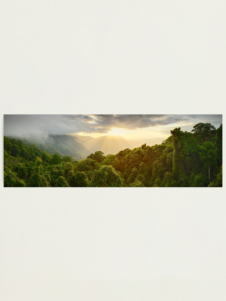 Thumbnail 2 of 3, Photographic Print, Tree Top Dawn, Dorrigo National Park, New South Wales, Australia designed and sold by Michael Boniwell.