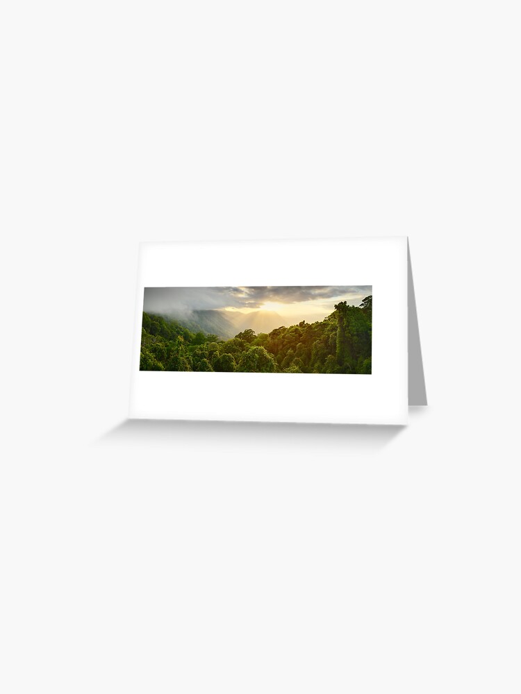 Greeting Card, Tree Top Dawn, Dorrigo National Park, New South Wales, Australia designed and sold by Michael Boniwell
