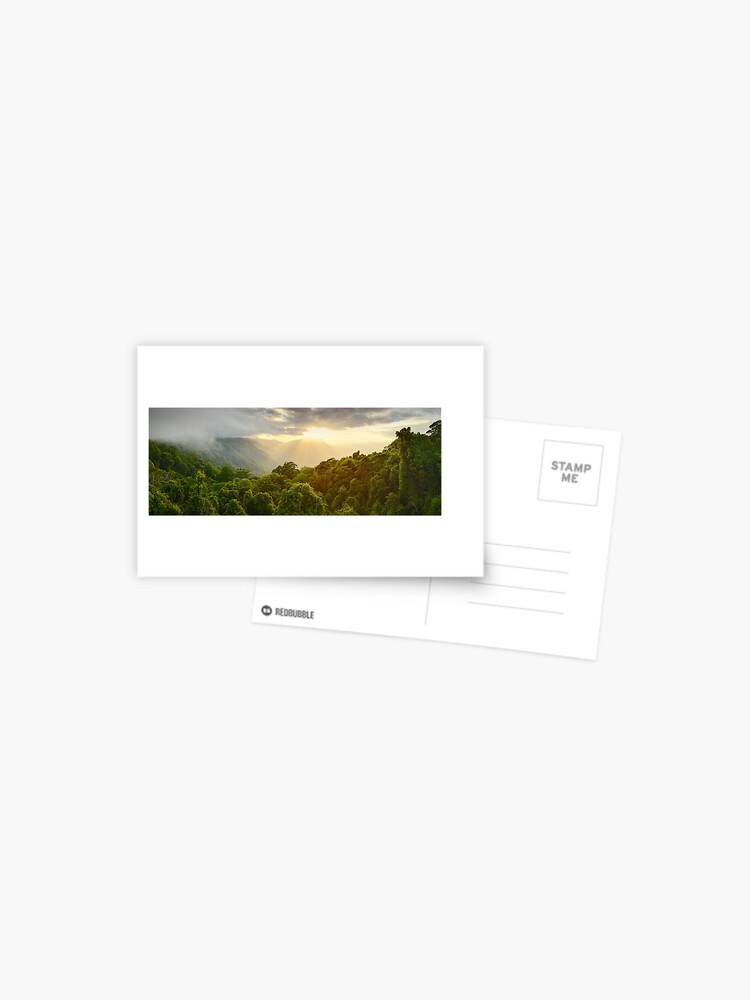 Postcard, Tree Top Dawn, Dorrigo National Park, New South Wales, Australia designed and sold by Michael Boniwell
