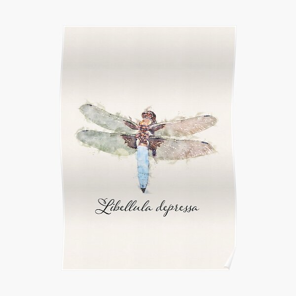 Insect Lover - Libellula depressa - dragonfly Poster