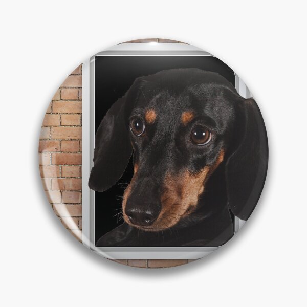 Item preview, Curious Dachshund Dog Looking out Window - Brick Wall designed and sold by ittybittyowl.