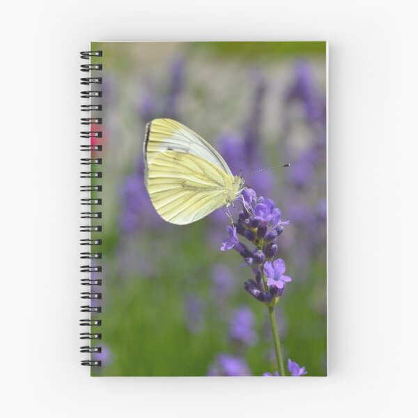 Aperçu de l'œuvre Papillon et un point créée et vendue par Kaat.