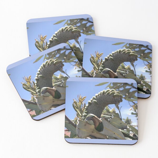 Item preview, Banksia Nut designed and sold by KazM.