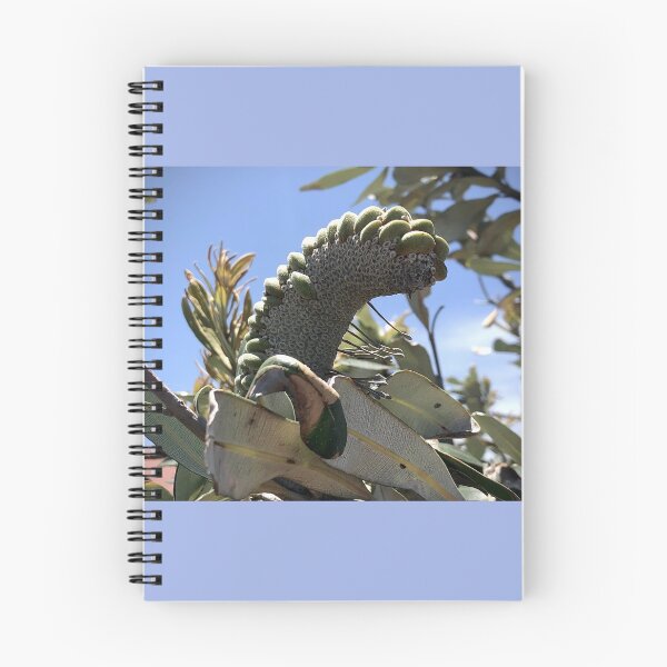 Item preview, Banksia Nut designed and sold by KazM.