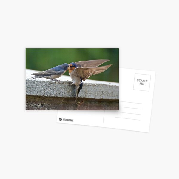 SWALLOW ~ Welcome Swallow AH5SELJ5 by David Irwin Postcard