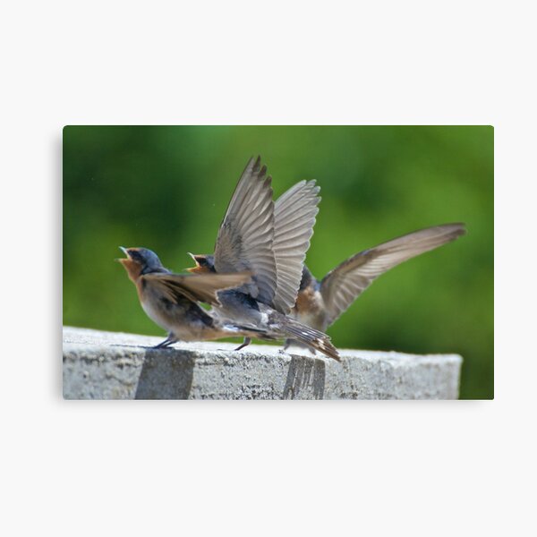 Welcome Swallow Canvas Print