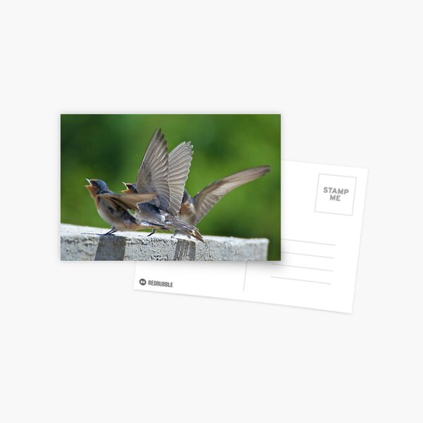 SWALLOW ~ Welcome Swallow BCWD4TX8 by David Irwin Postcard