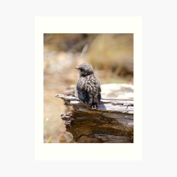 SWALLOW ~ Dusky Wood Swallow 6UJBWP29 by David Irwin ~ WO Art Print