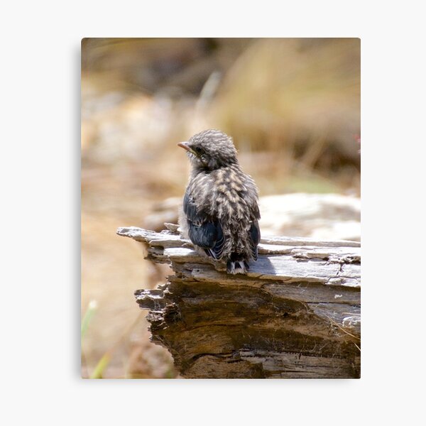 SWALLOW ~ Dusky Wood Swallow 6UJBWP29 by David Irwin ~ WO Canvas Print