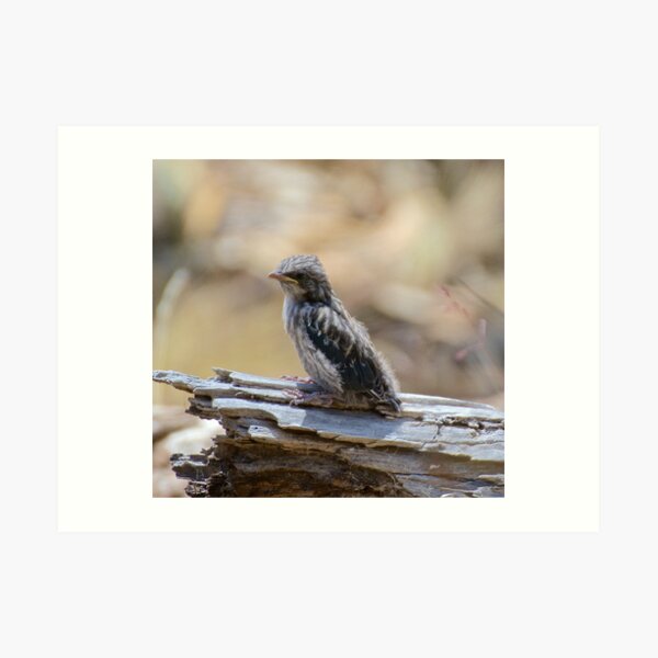 SWALLOW ~ Dusky Wood Swallow PVL3TEWU by David Irwin Art Print