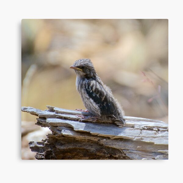 SWALLOW ~ Dusky Wood Swallow PVL3TEWU by David Irwin Metal Print
