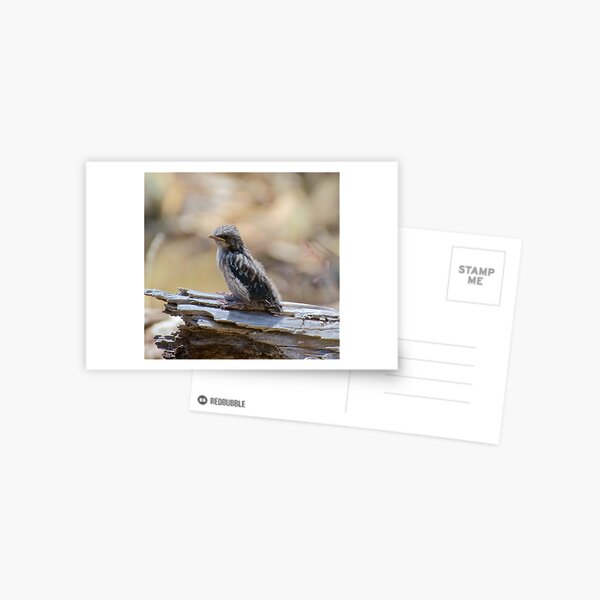 SWALLOW ~ Dusky Wood Swallow PVL3TEWU by David Irwin Postcard