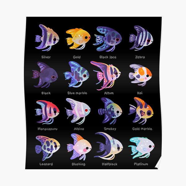 angel fish freshwater