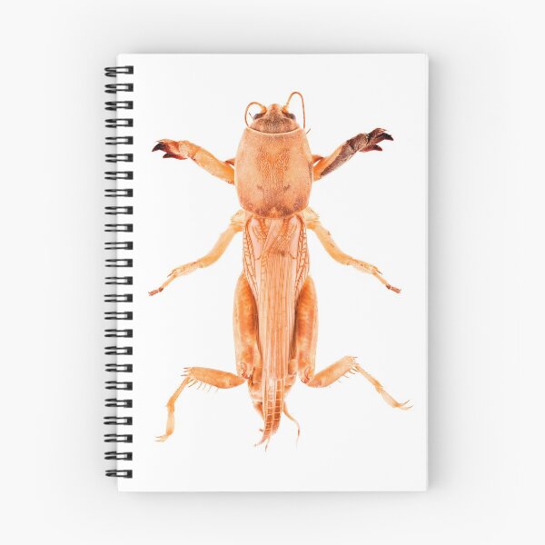 Item preview, Tawny Mole Cricket (Neoscapteriscus vicinus) designed and sold by Tim Christensen.