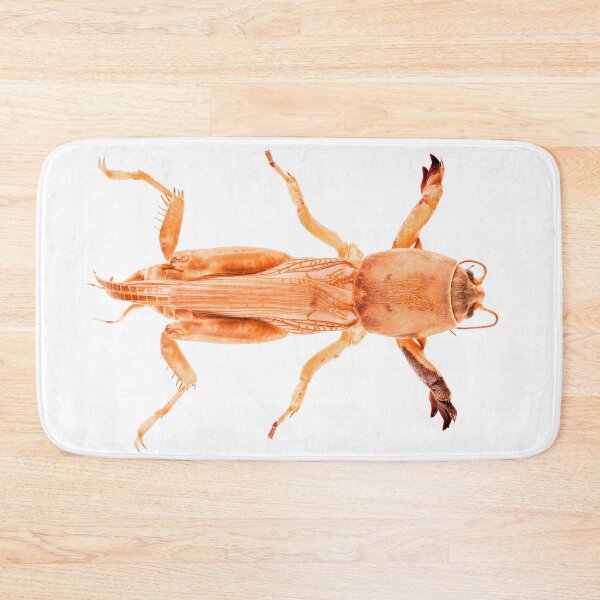 Item preview, Tawny Mole Cricket (Neoscapteriscus vicinus) designed and sold by Tim Christensen.