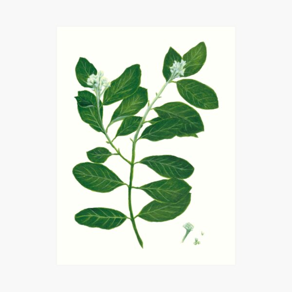 Mt. St. Helena Olive Art Print